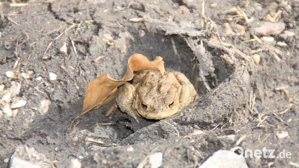 Die Amphibienrettung ist ein voller Erfolg. Bild: sam