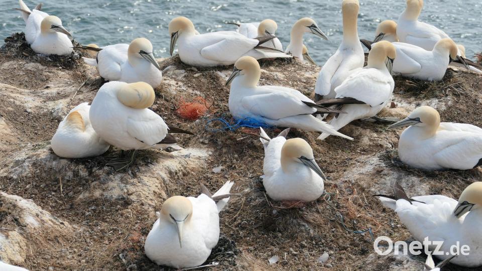 VdK-Reise ins &quot;Alte Land&quot; und nach Helgoland. Bild: rgr
