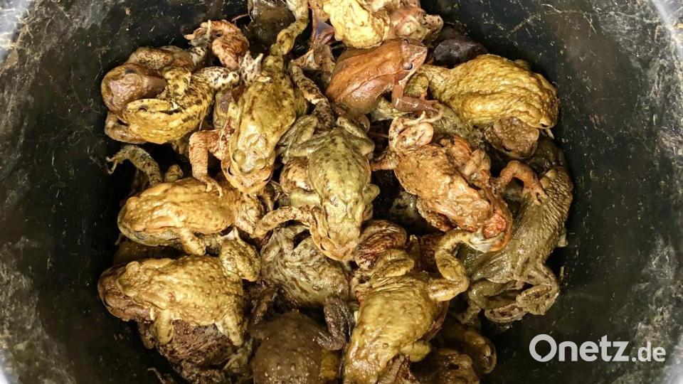 Die Amphibienrettung im Taubenbachtal bei Rieden ist ein voller Erfolg. Insgesamt befördern Helfer 2643 Tiere über die Straße. Bild: sam