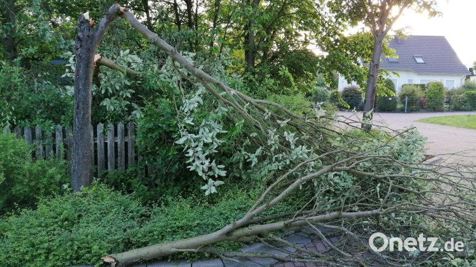 In Weiden sind zahlreiche Bäume umgestürzt - wie hier in der Steigerwaldstraße. Bild: Thomas Schaller