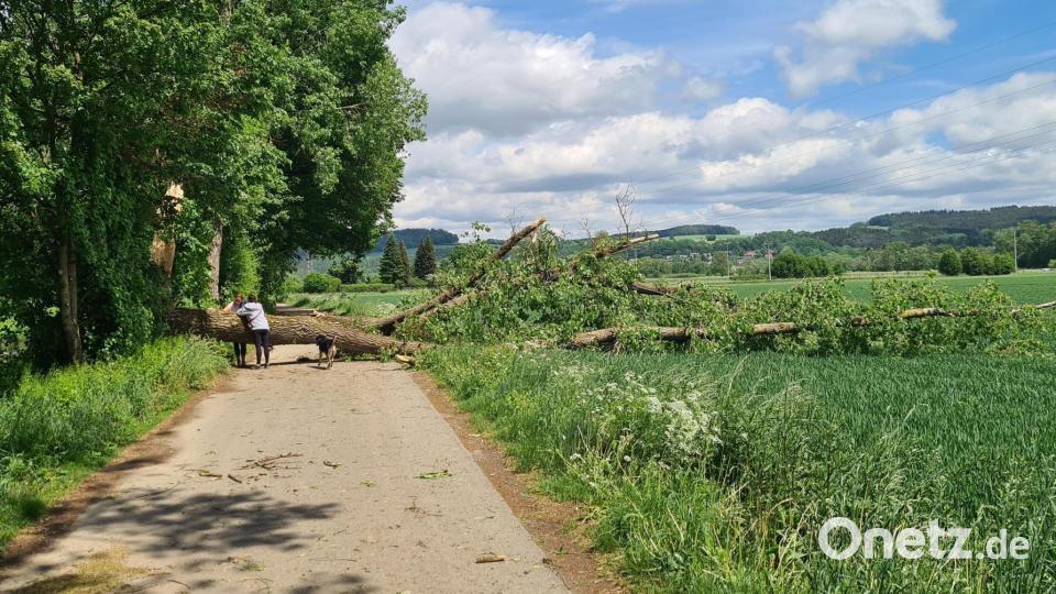 Auch entlang des Flutkanals in Richtung Hammerweg stürzten Bäume um. Bild: Kunz