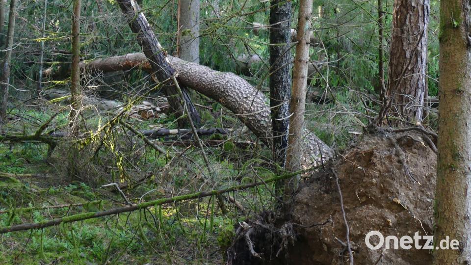 Eingezwickte Stämme klemmen mit schwer kalkulierbaren Spannungen im Holz – die Aufarbeitung ist lebensgefährlich. Bild: Jörg Berendes/exb