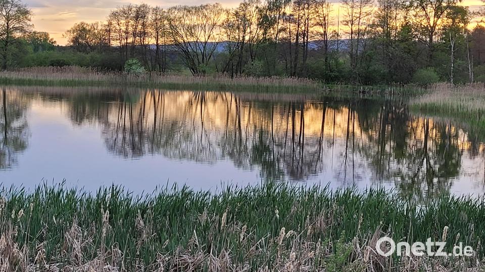 Die Neuteiche bei Gumpen in den Waldnaabauen sind idealer Schaupkatz für die Veranstaltung. Zahlreiche Wasservögel tummelten sich dort. Bild: ubb