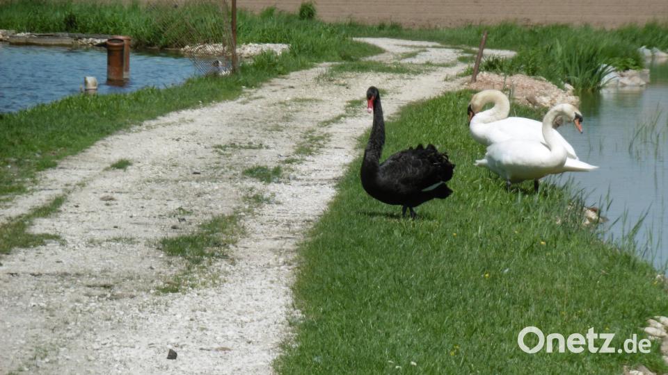 Mein lieber Schwan. Zwei zu eins für die weißen Schwäne. Bild: mma