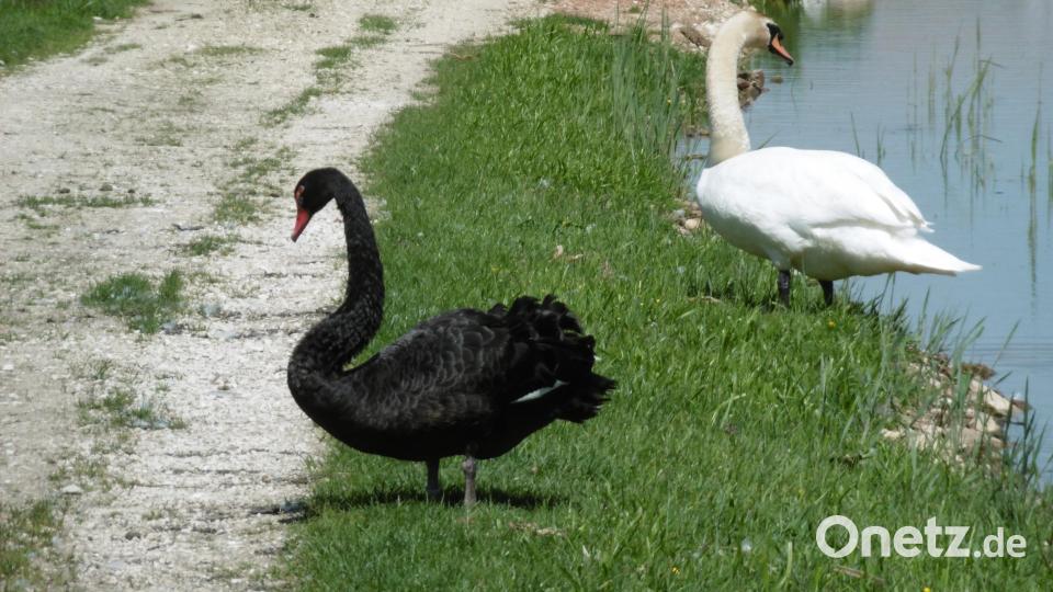 Schwarz und weiß auf grün mit blau. Bild: mma