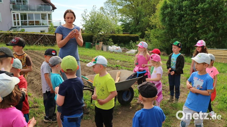 Falkenberger Kindergartenkinder informierten sich und halfen am Kartoffelacker von Familie Siller. Bild: Kindergarten St. Rita/exb