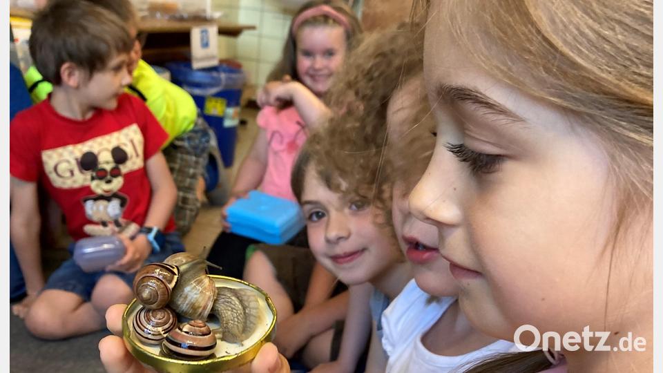 Die Kinder der 1. Klasse haben sich im Rahmen des HSU-Unterrichts intensiv mit dem Thema „Wiese“ beschäftigt. Bild: Grundschule Mähring/exb