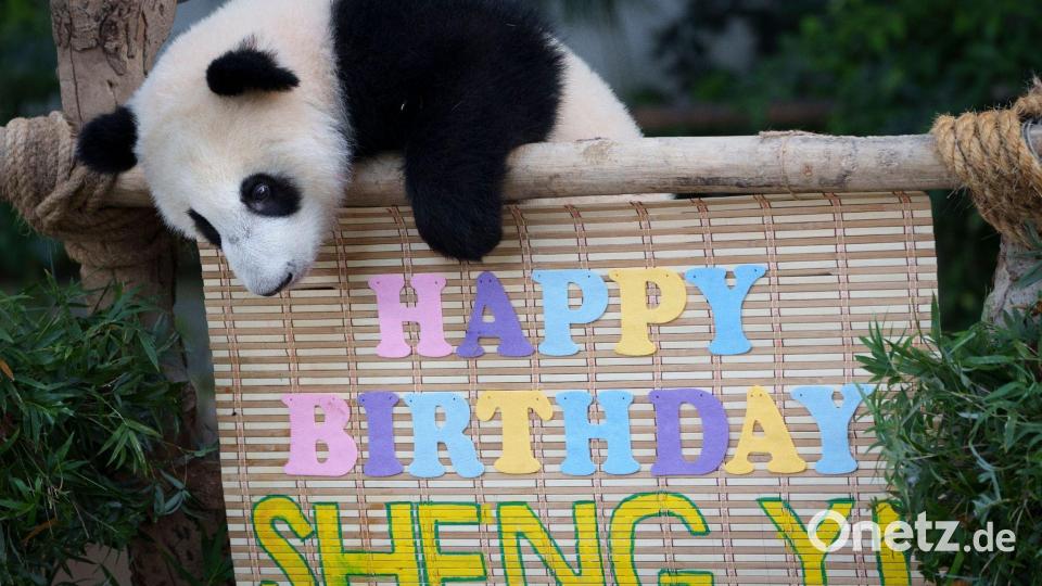 Der weibliche Panda „Sheng Yi“, der 2021 in einem malaysischen Zoo geboren wurde, betrachtet an seinem ersten Geburtstag im National Zoo seine Geburtstagsdekoration. Bild: Vincent Thian/AP/dpa