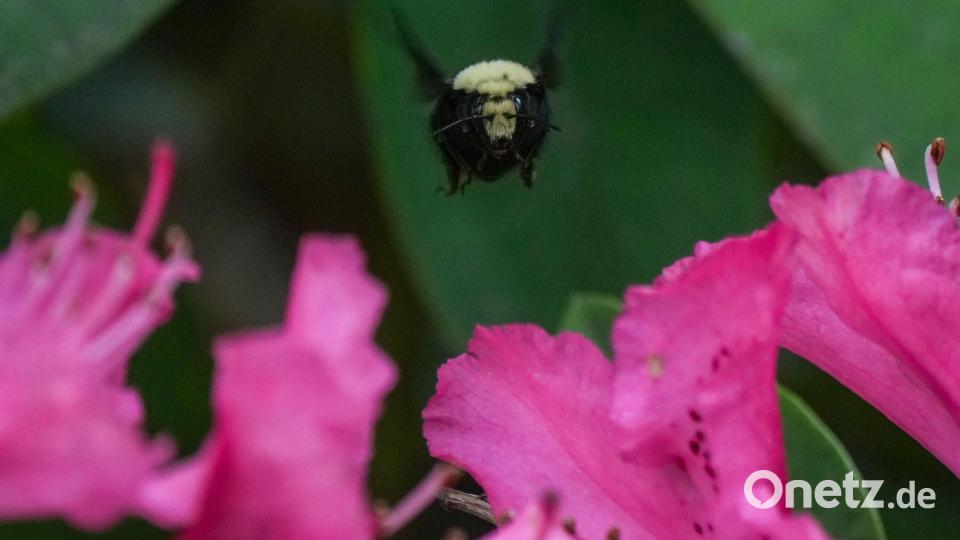 Bereit für einen floralen Festschmaus ist diese Hummel im kanadischen Burnaby. Bild: Darryl Dyck/The Canadian Press/AP/dpa