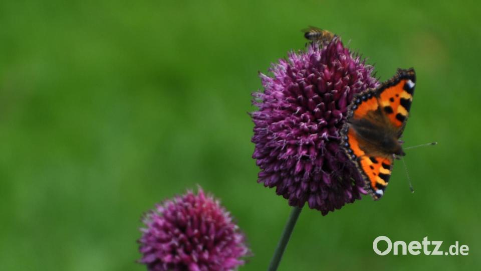 Neben den Bienen freuen sich auch die Schmetterlinge über die Blütenpracht in Blühwiesen. Bild: wel