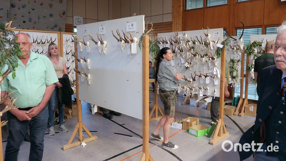 An zahlreichen Stellwänden in der Steinwaldhalle Friedenfels präsentierten die Jäger der Kreisgruppe Tirschenreuth des Bayerischen Jagdverbands die Jagdtrophäen der vergangenen beiden Jagdjahre. Bild: bsc