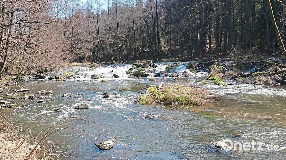 Das Wehr an der "Alten Wutzschleife" ist zum Streitpunkt geworden. Die Fachbehörden wollen es entfernen, um die Schwarzach durchgängiger zu machen. Bild: Stephanie Bucher