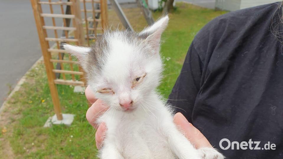 Ein kleines Kätzchen hatte sich im Motorraum eines Autos in eine missliche Lage gebracht. Die Feuerwehr Kemnath rettete das Tier, das zum Aufpäppeln in eine Tierarztpraxis kam. Bild: Feuerwehr Kemnath/exb