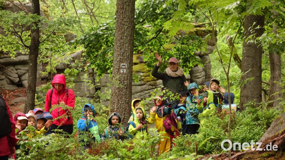 Durch das Dickicht des Steinwalds führte der Wanderweg der Kindergartenkinder. Bild: fks