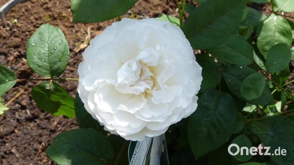 Der neue Rosenstock hatte für das Rosenfest eine üppige Blüte geöffnet. Bild: mfh