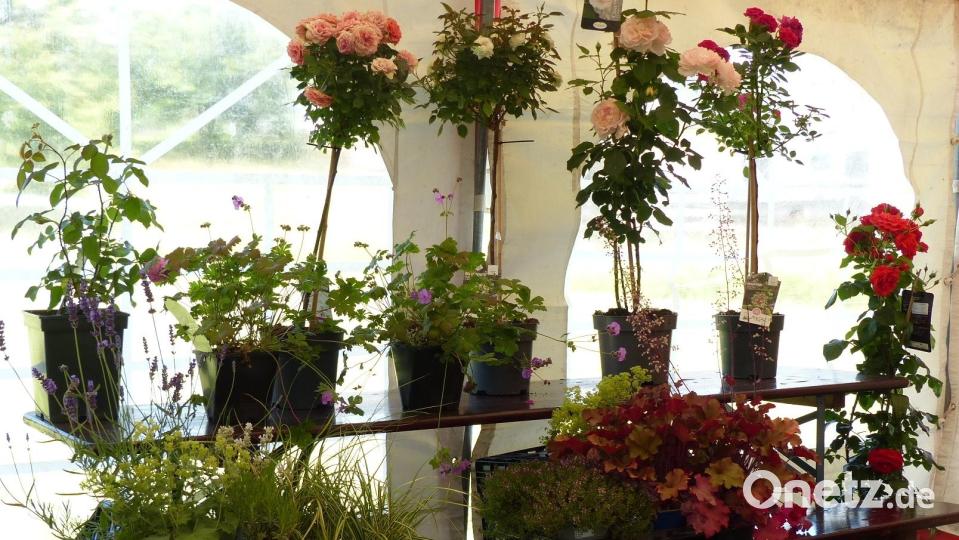Blumen Pürzer stellte eine Auswahl an Rosen und Begleitpflanzen im Zelt aus. Bild: mfh