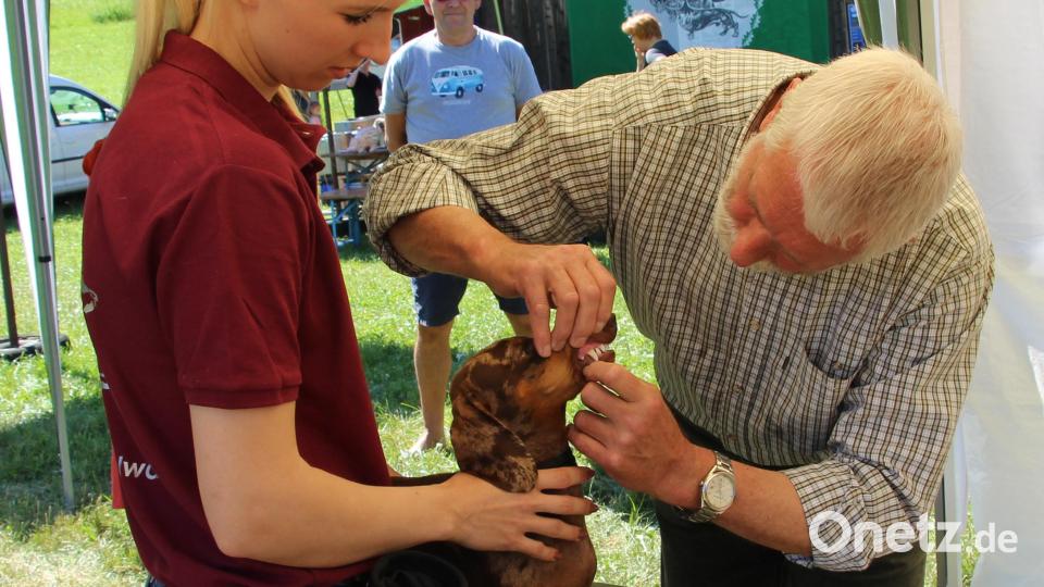 &quot;Zeigt her eure Zähnchen“: Formwertrichter Georg Lang schaute jeden Dackel prüfend ins Maul und stellte ein Zeugnis über seine Beurteilung aus. Bild: ds