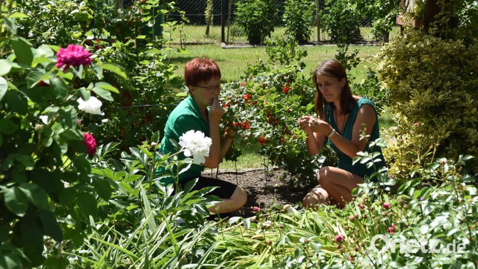 Margareta Czichon und Christina Bierdümpfl beim Ernten roter Johannisbeeren. Bild: hcz