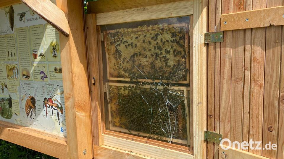 Das Bienenvolk hinter der gesplitterten Scheibe des Schaukastens der Trabitzer LBV-Streuobstwiese hat zum Glück kaum Schaden erlitten. Dennoch waren die Naturfreunde traurig über die Anschläge unbekannter Rowdys auf ein von vielen Stellen als Vorbild belobigtes Projekt. Bild: bjp