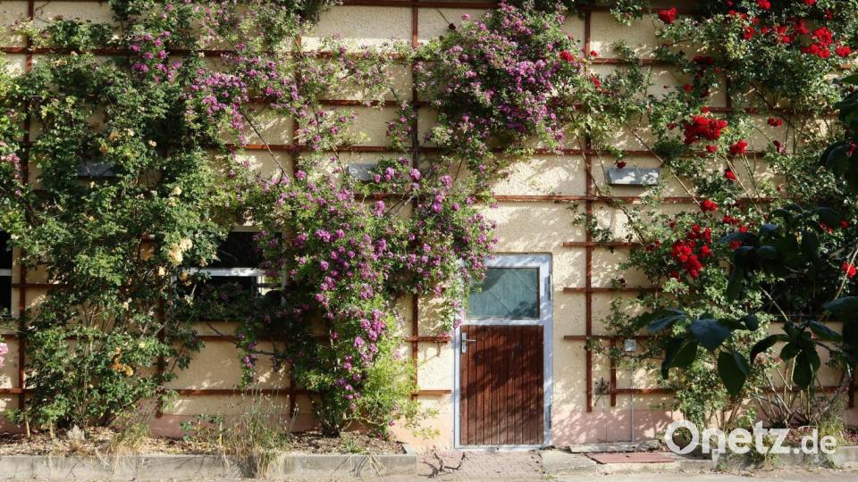 .Bei Hans Sperber in Pfaffenhof wachsen die Rosen hoch hinauf. Bild: mfh