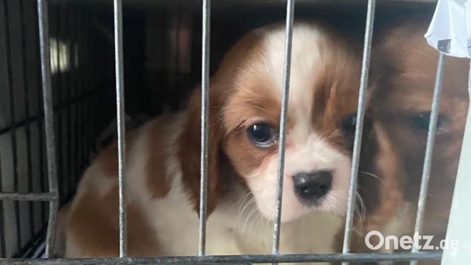 Einen illegalen Transport von 72 Hundewelpen hat die Polizei in der Oberpfalz gestoppt. Die Tiere seien in viel zu kleinen, teils kaputten Gitterboxen eingesperrt gewesen, teilte der bayerische Landesverband des Deutschen Tierschutzbunds am Montag mit. Bild: Deutscher Tierschutzbund, Landesverband Bayern