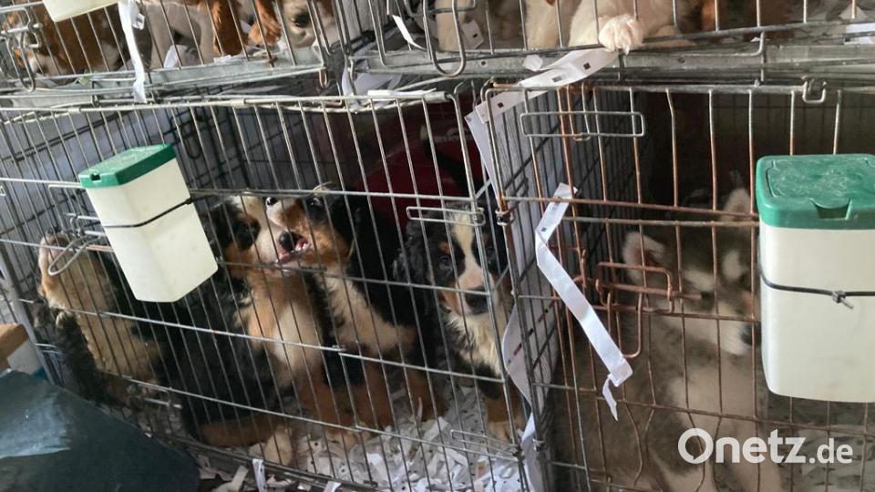 Einen illegalen Transport von 72 Hundewelpen hat die Polizei in der Oberpfalz gestoppt. Die Tiere seien in viel zu kleinen, teils kaputten Gitterboxen eingesperrt gewesen, teilte der bayerische Landesverband des Deutschen Tierschutzbunds am Montag mit. Bild: Deutscher Tierschutzbund, Landesverband Bayern