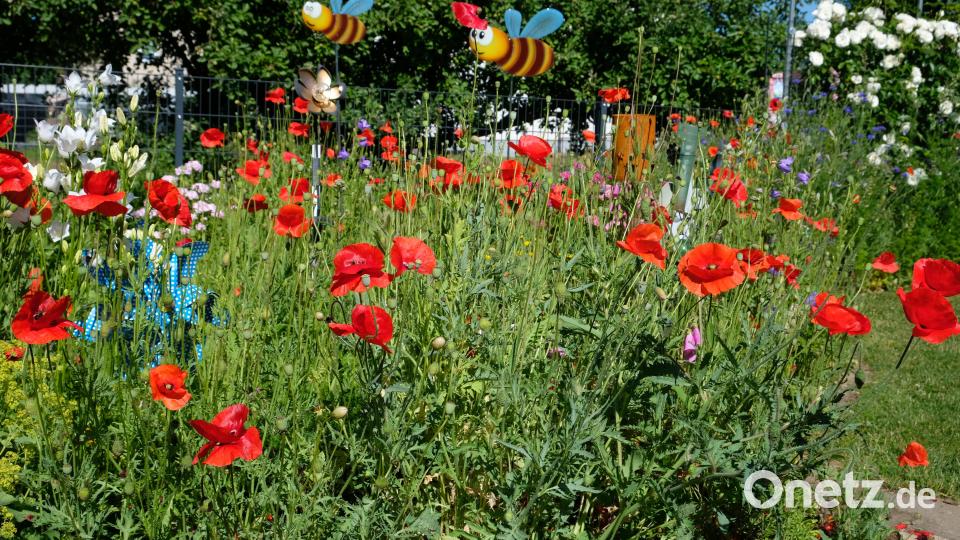 Mit viel Pflanzenkenntnis angelegt: die Blumenwiese der Familie Kämpf. Bild: do