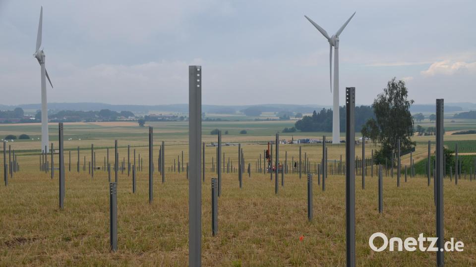 Unzählige Trägerposten, auf denen einmal die Solarmodule montierten werden, sind bereits in die Erde gerammt worden. Bild: ak