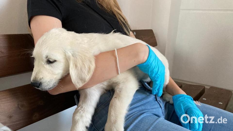 Einen illegalen Transport von 72 Hundewelpen hat die Polizei in der Oberpfalz gestoppt. Die Tiere seien in viel zu kleinen, teils kaputten Gitterboxen eingesperrt gewesen, teilte der bayerische Landesverband des Deutschen Tierschutzbunds am Montag mit. Bild: Deutscher Tierschutzbund, Landesverband Bayern
