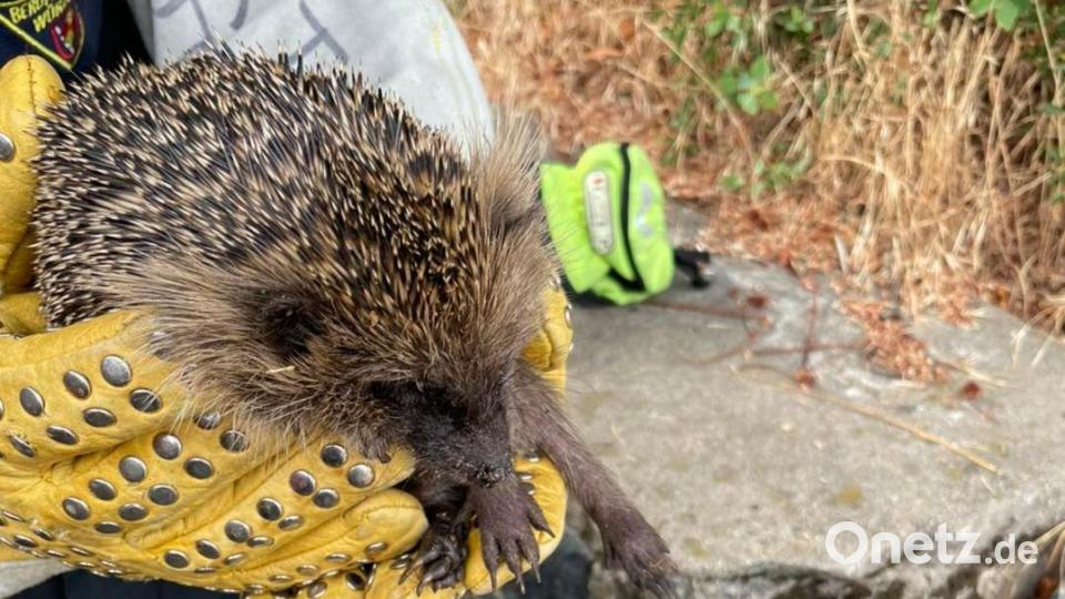 Die Feuerwehr Würzburg hat einen Igel aus einer Mauerspalte befreit. Bild: Berufsfeuerwehr Würzburg