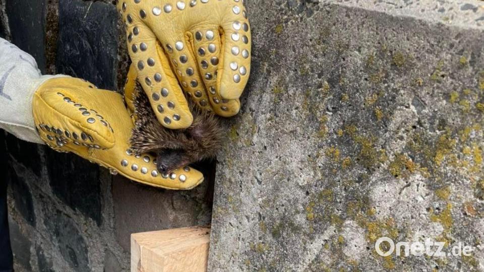 Die Feuerwehr Würzburg hat einen Igel aus einer Mauerspalte befreit. Bild: Berufsfeuerwehr Würzburg