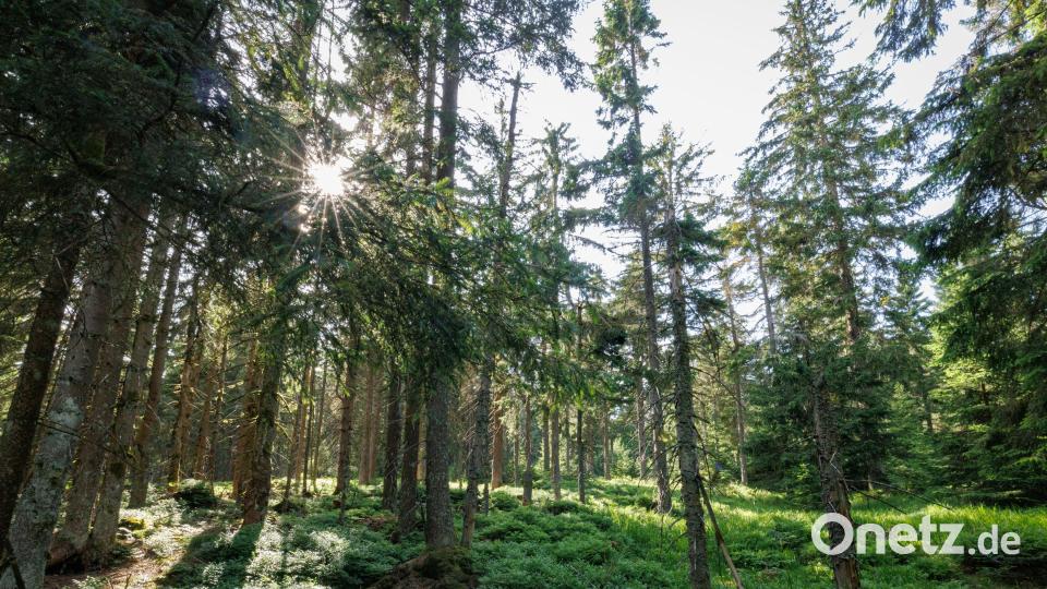 Bild eines geeigneten Waldhabitats am Ochsenkopf. Bild: Martin Hertel/exb