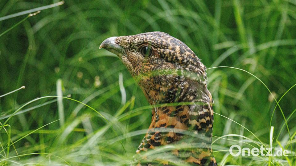 Eine Auerhenne ist ein seltener Anblick, denn das Tier gilt als sehr scheu. Bild: Martin Hertel/exb
