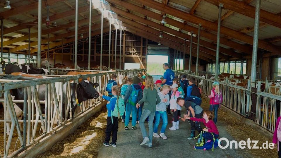 Ganz nah waren die Erstklässler aus Tirschenreuth den Kühen aus Pilmersreuth an der Straße. Eine &quot;lila Kuh&quot; war keine dabei, aber das wissen die Landkinder längst. Bild: ubb