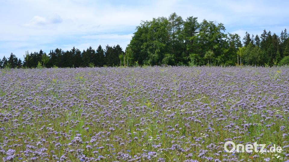 Phazelie, Klatsch-Mohn und Ringel-Blumen finden sich auf der Blühwiese bei Pilmersreuth am Wald Tirschenreuth. Bild: pjeb