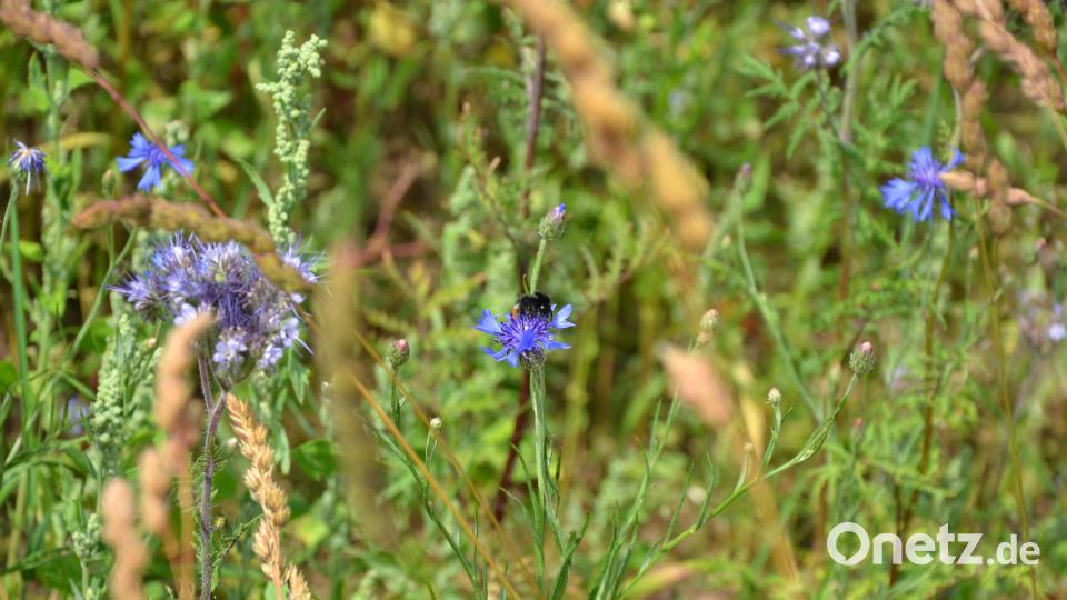 Eine Hummel sammelt in einer Blühwiese bei Pilmersreuth am Wald Nektar. Bild: Jennifer Bergmann