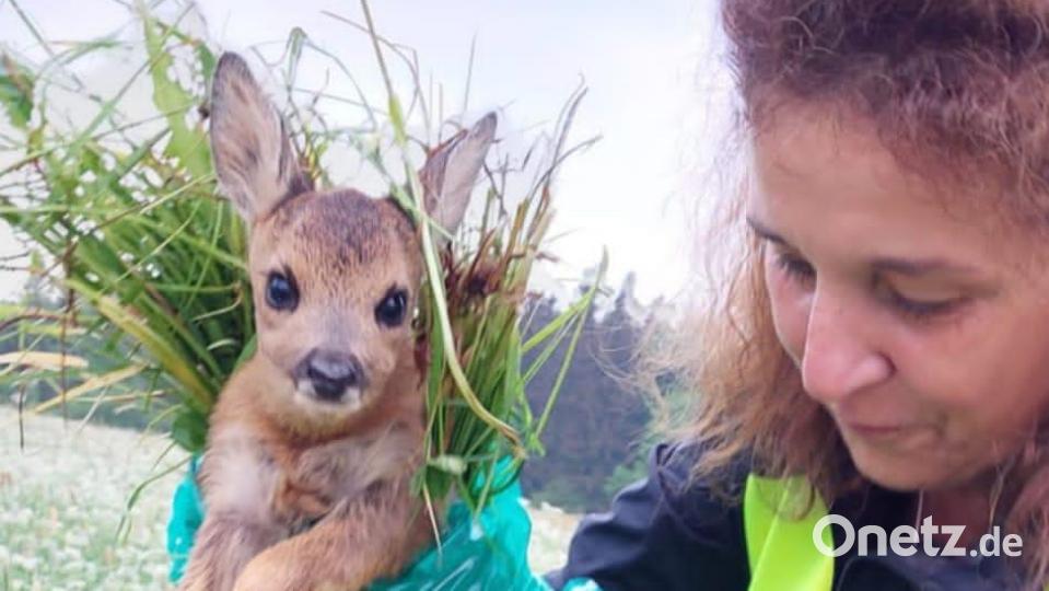 Arbeit der Rehkitzrettung. Bild: lei