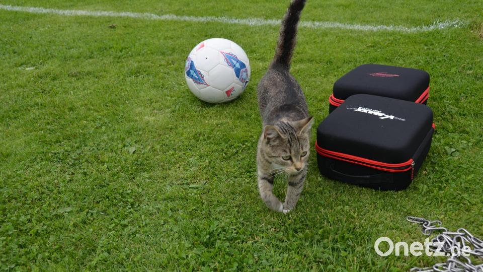 Auch ein Kätzchen lief die Spielstationen ab und versuchte am Ball zu bleiben. Bild: dob