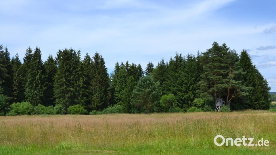 Eine Feuchtwiese wie die in Wondreb von Albert Bauer aus Dippersreuth ist ein guter Zwischenspeicher für Wasser. Hier finden sich unter anderem Kräuter wie Klee und Hasenfuß. Bild: Jennifer Bergmann
