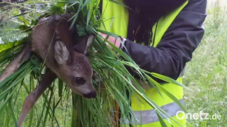 Arbeit der Rehkitzrettung. Bild: lei