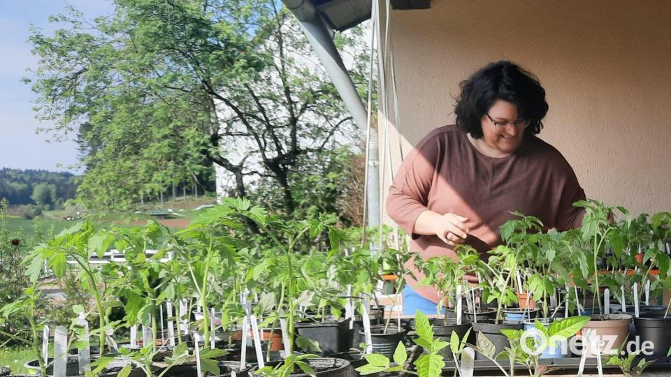 300 prächtige Tomatenpflanzen hat Pia Huber herangezogen. Bild: exb
