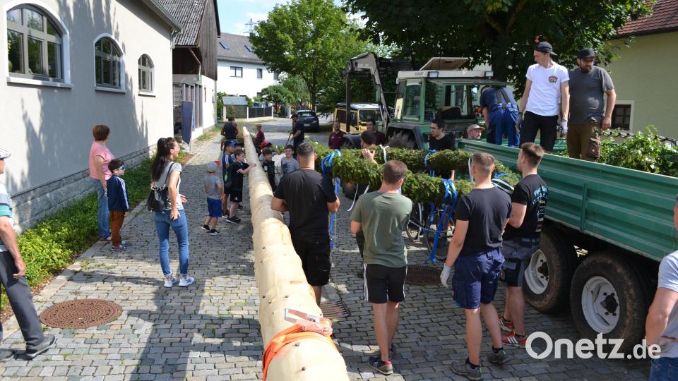 Letzte Handgriffe der Kirwaburschen am Baum, bevor er in die Höhe gehoben wird. Bild: kki