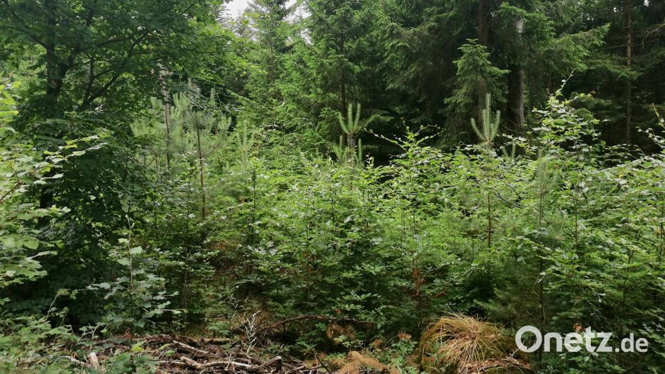 Beispiel einer Naturverjüngung im Wald von Georg Knarr. In ca. 15 Jahren wurde hier durch gezielte Durchforstung und sorgsame Pflegeeingriffe in der Verjüngung für einen gesunden und stabilen Wald gesorgt, der weniger anfällig ist für den Borkenkäfer. Erfreulicherweise blieb dieses Waldstück vom Wildverbiss verschont. Bild: dir