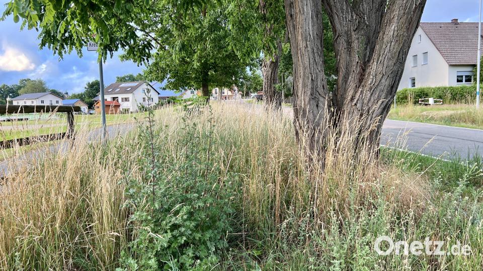 In Albersrieth (Markt Waldthurn) dürfen schon ganze Seitenstreifen entlang der Straße wild wachsend stehen bleiben. Bild: Eichl