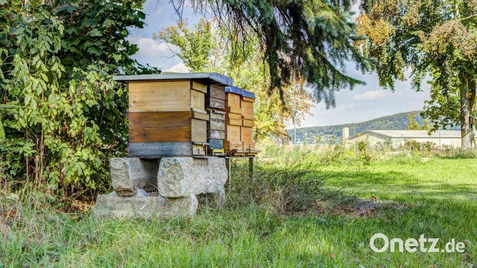 &quot;Green Company&quot;: Auf dem Firmengelände unterhält der Amberger Mittelständler Lüdecke einige Bienenstöcke. Den Honig bekommen Geschäftspartner. Bild: Lüdecke