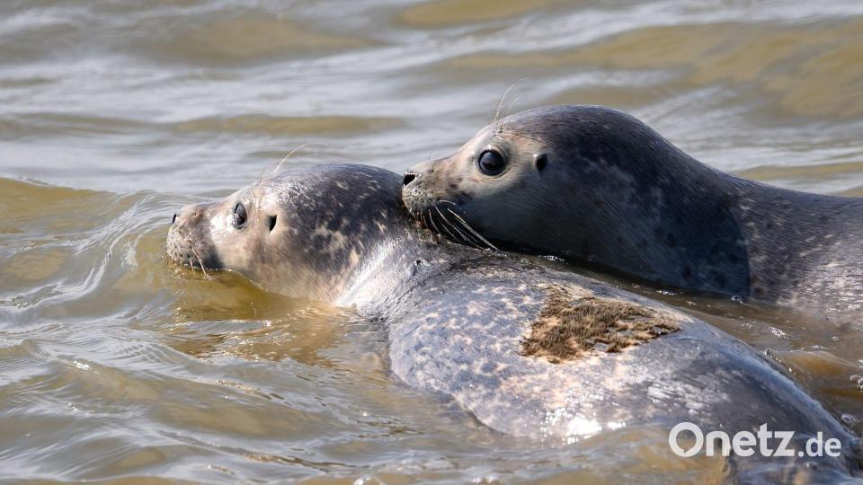 Die frisch ausgewilderten Seehunde Paul und Friso im Wasser. Bild: Jonas Walzberg/dpa