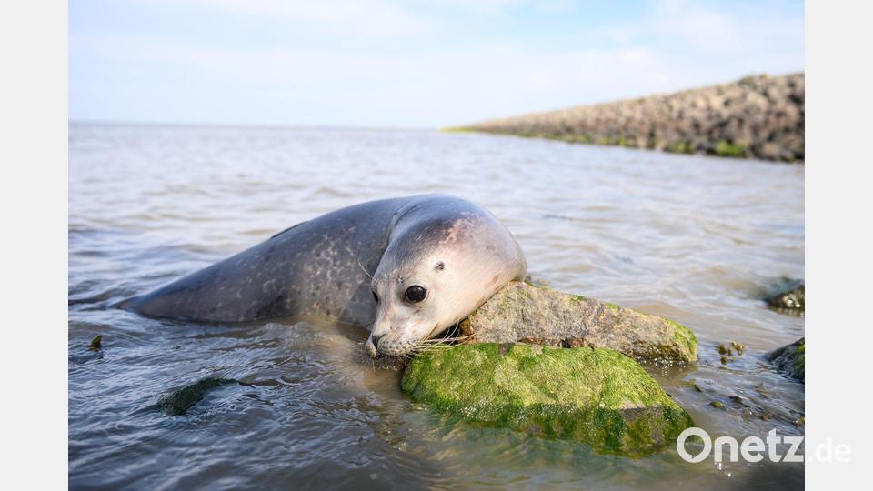 Der frisch ausgewilderte Seehund Paul im Wasser. Bild: Jonas Walzberg/dpa