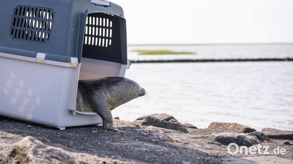 Seehund Paul schaut während seiner Auswilderung vorsichtig aus der Transportbox. Bild: Jonas Walzberg/dpa