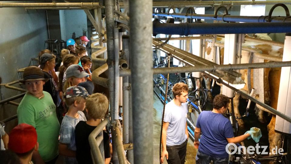 Zum Besuch eines Biohofes gehörte für die Immenreuther Grundschüler auch die Besichtigung des Melkstandes. Bild: bkr