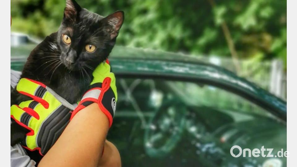 Die Katze war schnell befreit, als die Feuerwehr da war. Bild: Feuerwehr Sinzing